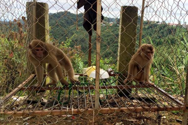 自駕出國旅行玩什麼？（02）漫談自駕旅行寮國