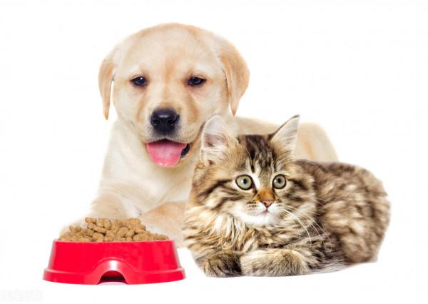 狗狗鈣片的作用還有不知道的嗎? 狗狗鈣片的作用還有不知道的嗎?