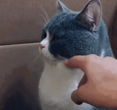 貓放一個屁,全家吃不下飯!真的好臭啊啊啊啊啊 貓放一個屁,全家吃不下飯!真的好臭啊啊啊啊啊