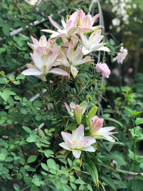 （2019）園丁獎露臺組《003號》一卷花薔 沉澱的時光