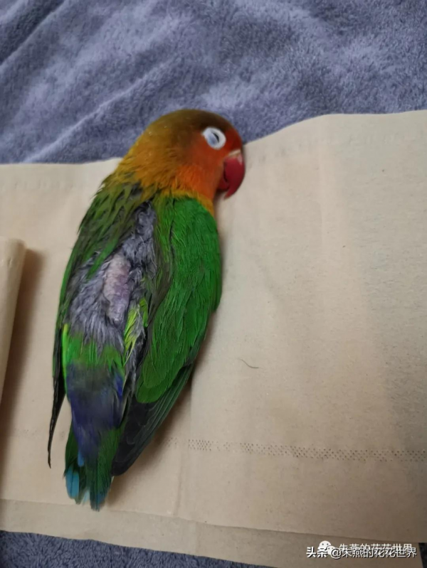 一隻沒有喝孟婆湯的小鸚鵡 一隻沒有喝孟婆湯的小鸚鵡