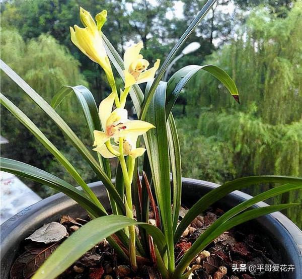 臘月養花,出門撿2種“垃圾”扔盆裡,澆水這樣做,養啥花都省心 臘月養花,出門撿2種“垃圾”扔盆裡,澆水這樣做,養啥花都省心