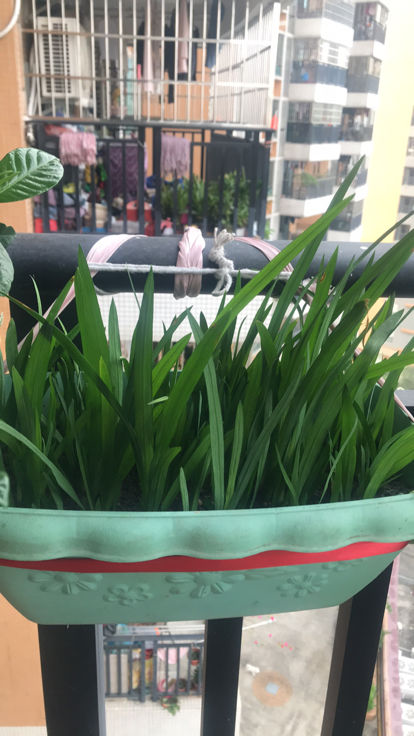 4種蔬菜種在家裡,足不出戶也能養活一家,冬天管夠 4種蔬菜種在家裡,足不出戶也能養活一家,冬天管夠