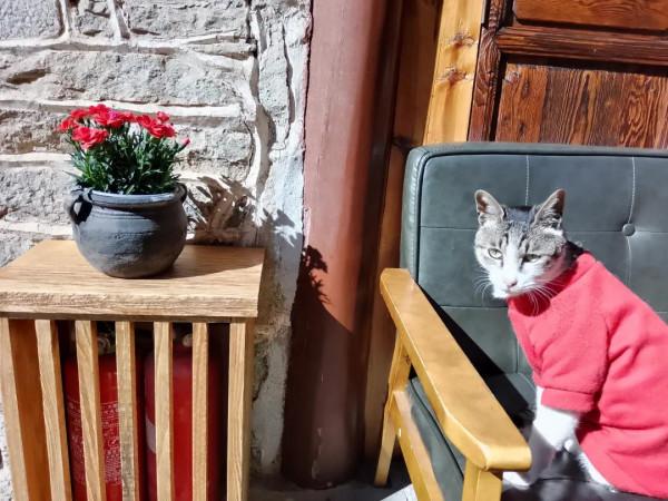 旅行素描：靠蒼山擁洱海的大理（3）