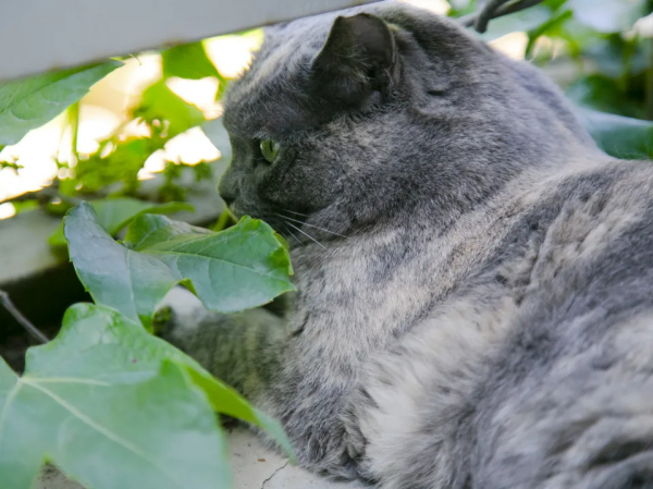 小貓咪“防曬”的奇葩開啟方式合集 小貓咪“防曬”的奇葩開啟方式合集