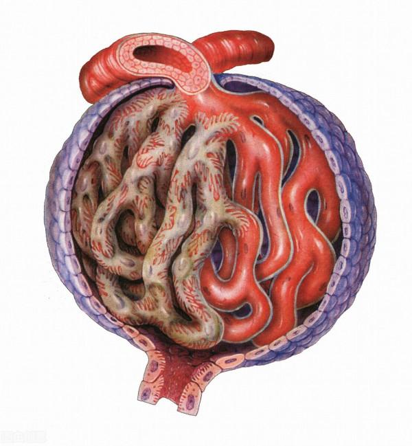 一喝水，尿就多，這是代表腎臟好還是不好呢？醫生告訴您真相
