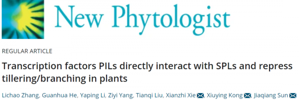 中國農科院作物所孫加強/孔秀英與山東省水稻研究所謝先芝團隊合作揭示轉錄因子PILs直接與SPLs互作以抑制植物分櫱/分枝 中國農科院作物所孫加強/孔秀英與山東省水稻研究所謝先芝團隊合作揭示轉錄因子PILs直接與SPLs互作以抑制植物分櫱/分枝