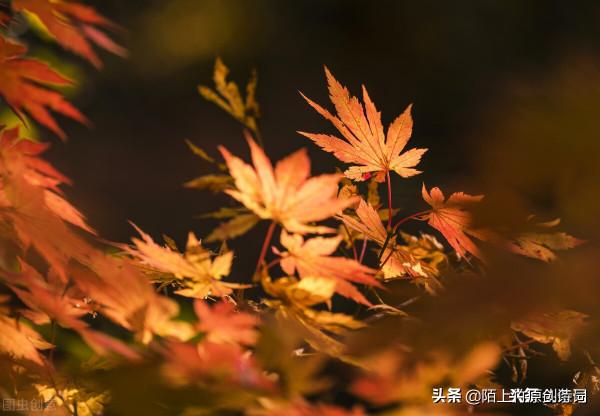 七言絕句：秋夜