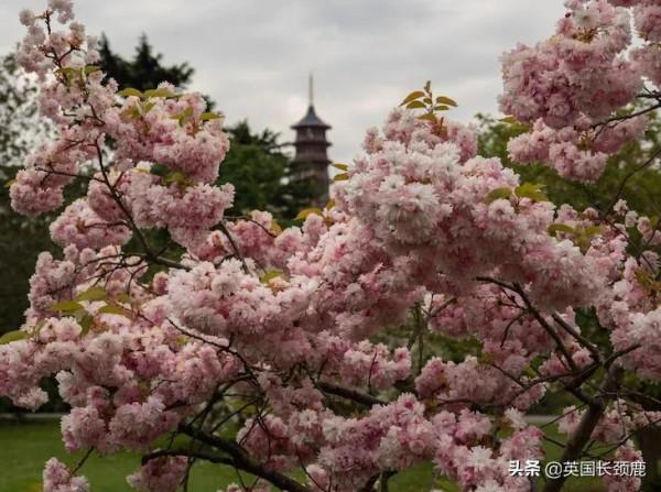 櫻花樹下的英國，你想念嗎？