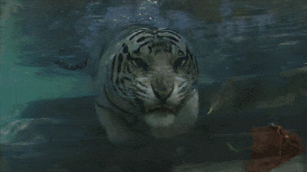 10大營養密度高的食物，減肥這麼吃，輕鬆瘦