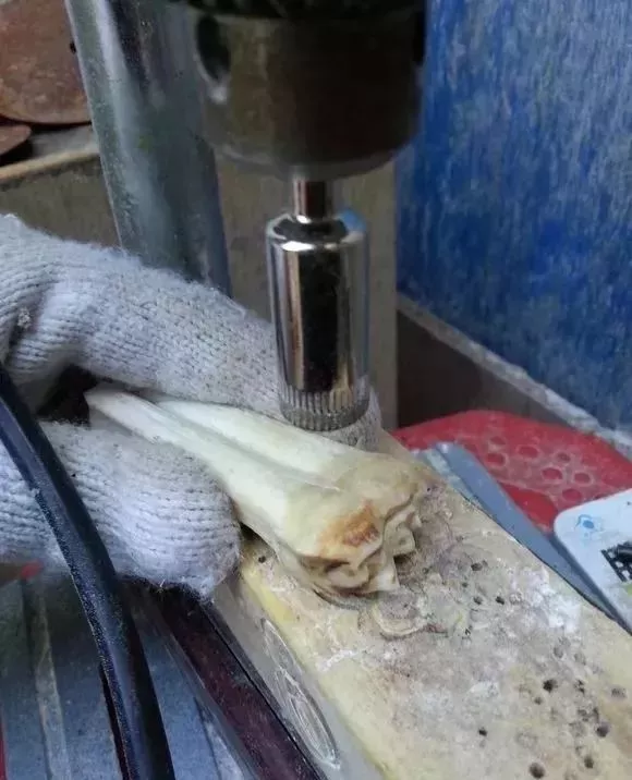 稀罕物，馬骨手串！剛死的馬，現場車珠子