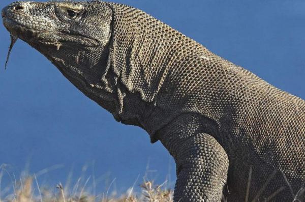 現存最大的蜥蜴，“被神話”的科莫多巨蜥，其真正實力究竟咋樣？