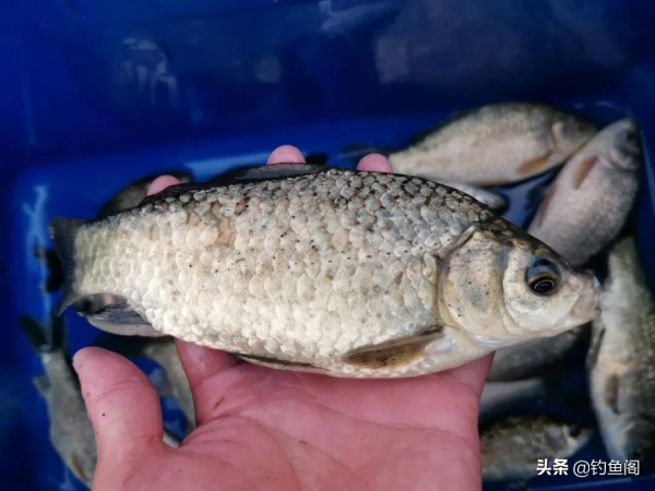天氣變冷後,魚都躲哪裡去了?冬天野釣得靠“人找魚” 天氣變冷後,魚都躲哪裡去了?冬天野釣得靠“人找魚”