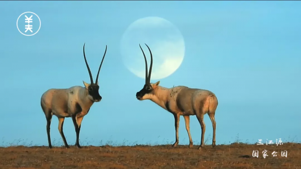 中國面積最大的國家公園,這片“人類禁區”終於限時開放了 中國面積最大的國家公園,這片“人類禁區”終於限時開放了