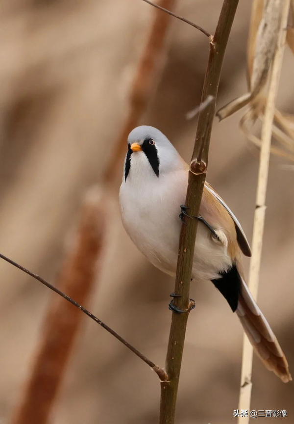 幾經周折，多次尋找，今天終於心想事成