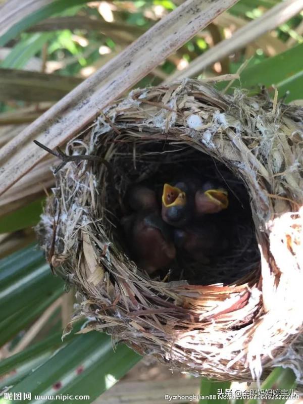 分享——鳥類築巢