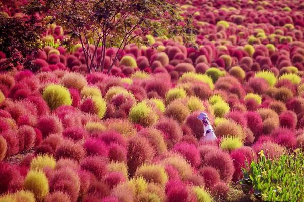 發現一片美得讓人心醉的草，圍觀拍照的人太多，保安都攔不住