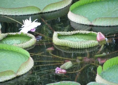 分享圖片，猶如曇花一現的王蓮開花，各種顏色，各種姿態大全