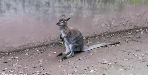 「重慶動物園」別樣風景哥倆好