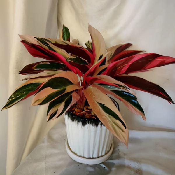 神仙顏值的七彩竹芋,養成窗臺水培盆栽,葉子晚上會立起來 神仙顏值的七彩竹芋,養成窗臺水培盆栽,葉子晚上會立起來