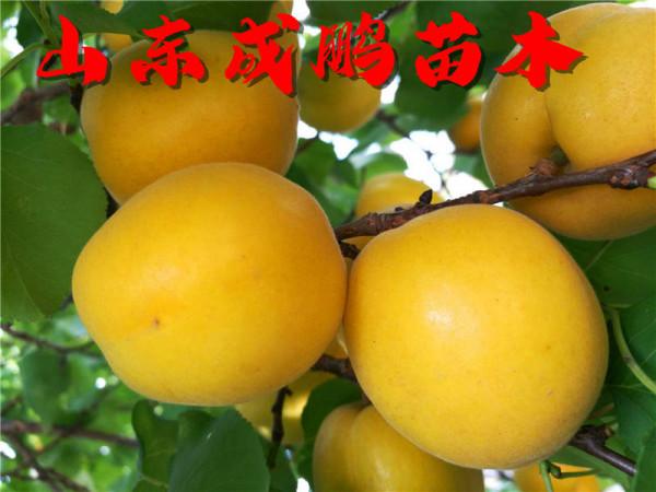 2021新品種水果苗