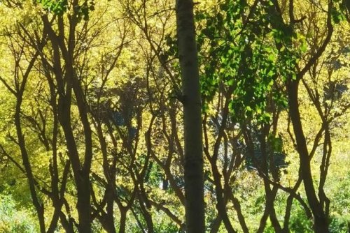 小小說丨二當家的 小小說丨二當家的