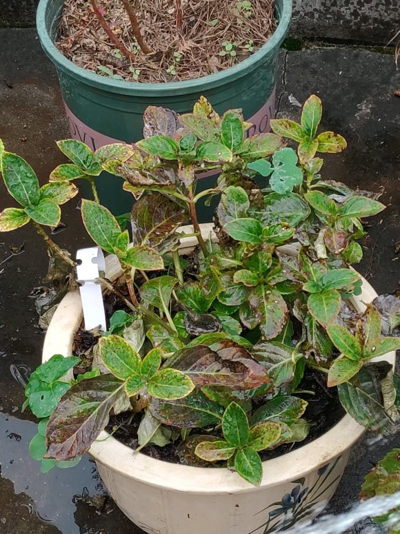 2種“雪中花”，0度凍不死，越冷芽越多，凍一凍多開花