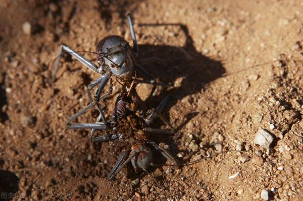 釙，世界上最毒的物質，一克就足以殺死億人