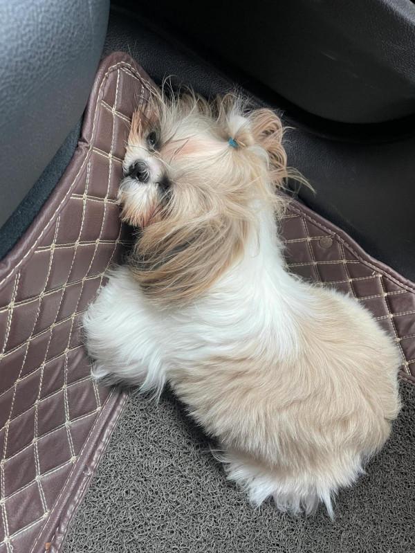 你們家的狗狗都怎麼睡覺呀