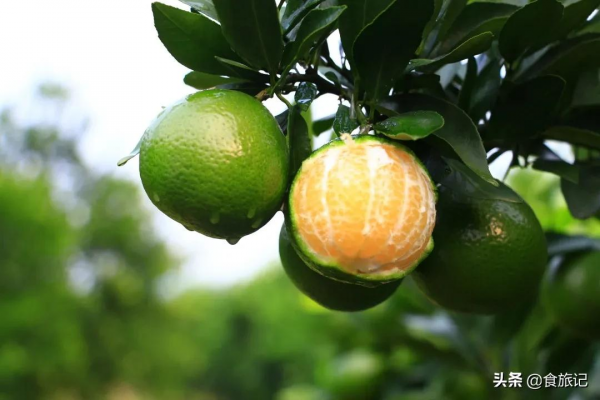 沒想到這麼不起眼的綠皮柑，口感竟然這麼神仙