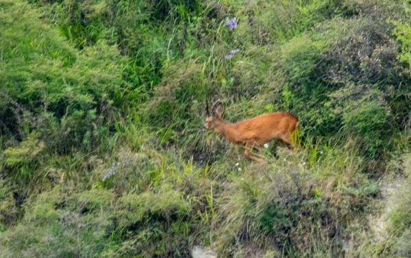 房山區霞雲嶺等地頻現野狍子 房山區霞雲嶺等地頻現野狍子