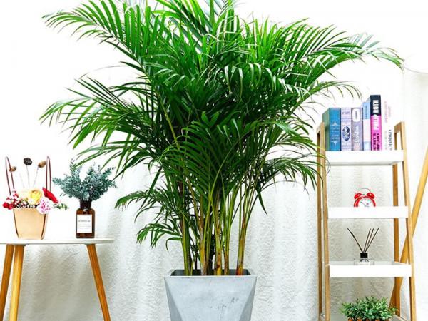 7種大型花，建議在客廳養一盆，吸廢氣製氧氣，還有旺家的好寓意