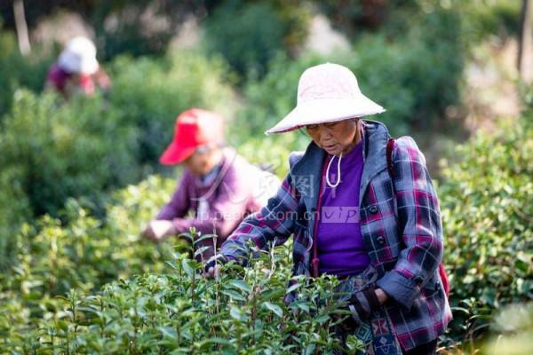 旅行是對平淡生活的一次越獄——《海廬茶博園》