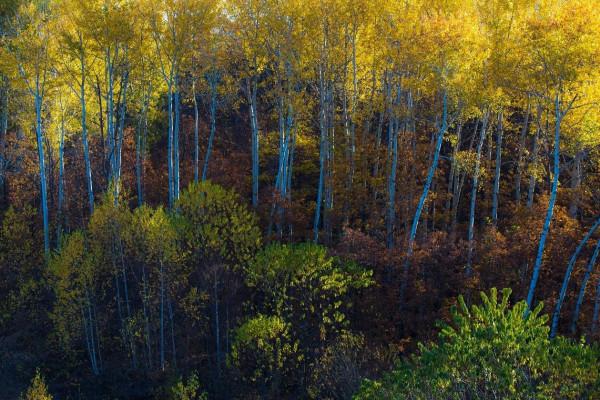 嘉蔭：金秋美景入畫來