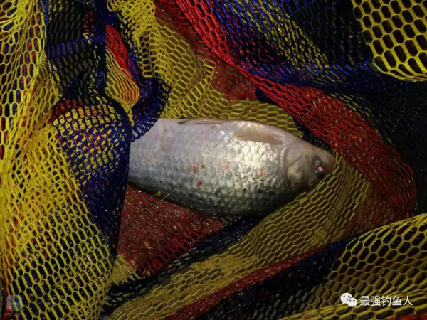 我只要想著去釣小鯽魚,沒準就會遇到大板鯽 我只要想著去釣小鯽魚,沒準就會遇到大板鯽