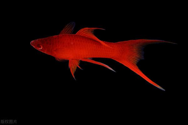 紅劍魚怎麼養？要學會創造條件，教你10招，輕鬆養好紅劍魚