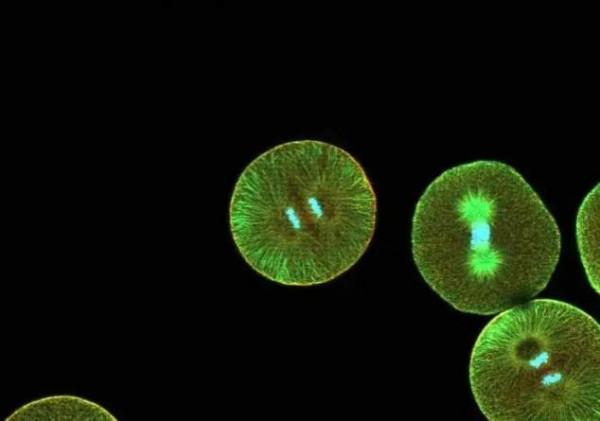 盤點地球歷史的24個轉折點，生命的里程碑