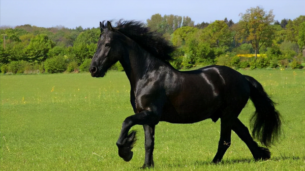 全球最貴的九種馬，價值四億的馬你見過嗎？汗血寶馬無緣榜首