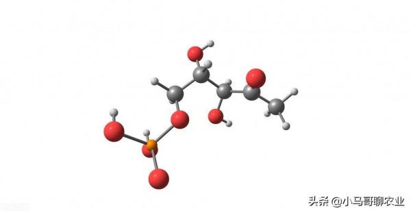 小麥選底肥，二銨產量高不高，那要看怎麼用