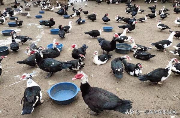 養了一批“包回收”的鴨子，我要用6年時間來“填坑”