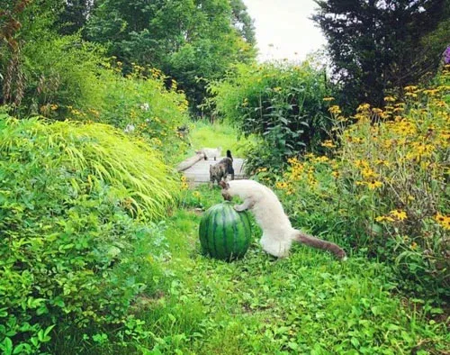 “貓咪住進60層頂樓”被刷爆,網友:救命!美瘋了 “貓咪住進60層頂樓”被刷爆,網友:救命!美瘋了