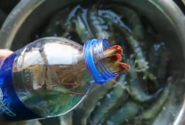 儲存大蝦別直接放冰箱冷凍了！老漁民教你這3招，放半年一樣鮮美