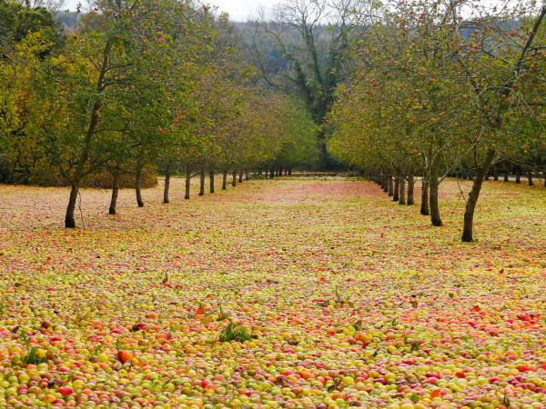 30張罕見的照片，河馬的嘴能有多大，日本廣島核彈後的慘淡