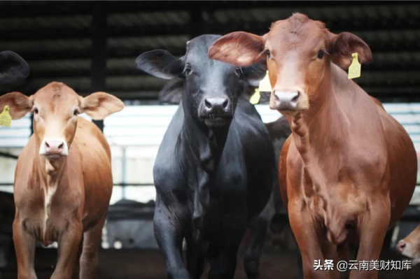 聽牧肉牛實控人多次高比例質押股權