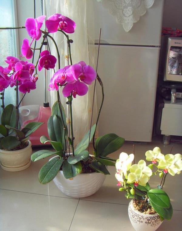 5種“漂亮花”，平時少澆水，旱不死，開花更準時