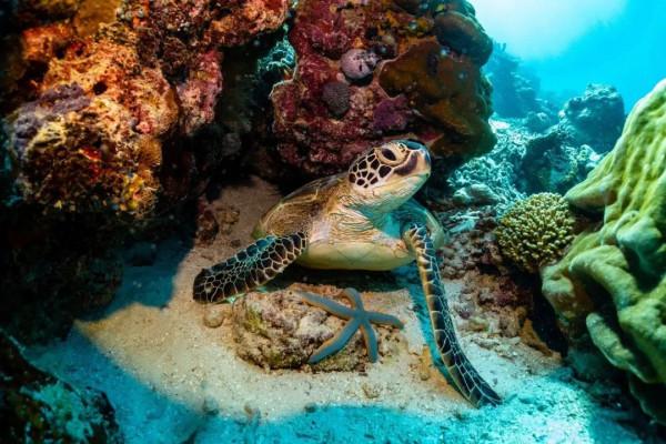 度假觀光特輯|仙本那:潛水迷的天堂,海底世界美到爆 度假觀光特輯|仙本那:潛水迷的天堂,海底世界美到爆