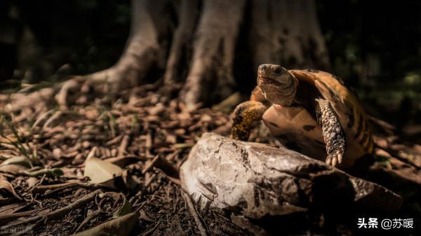 龜苗腸胃炎治療案例分享！教你針對性選擇治療環境和方法