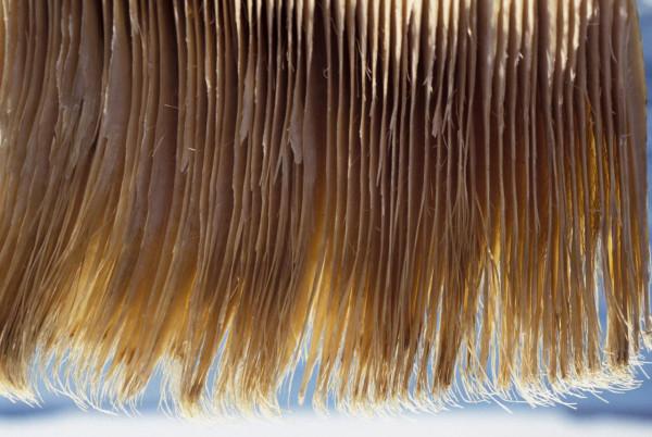 又是角蛋白,人類明明自己有,為什麼對動物的角蛋白念念不忘? 又是角蛋白,人類明明自己有,為什麼對動物的角蛋白念念不忘?