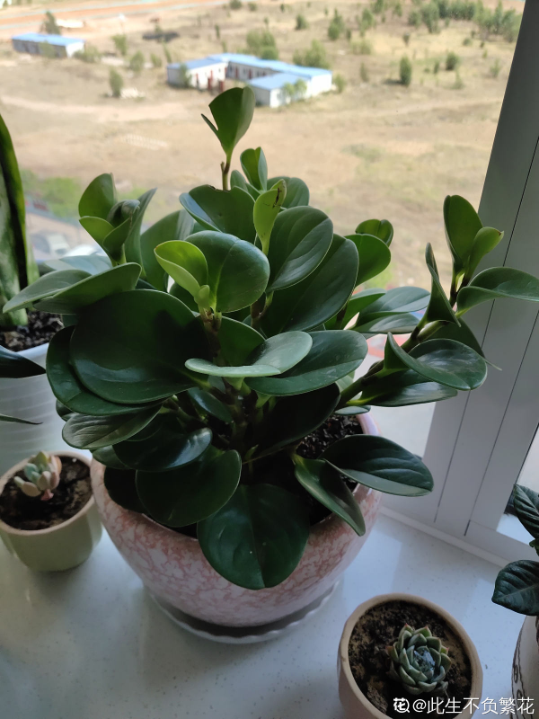 家裡光不好，就養10種耐陰綠植，葉子比花還要美