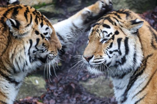 &OpenCurlyDoubleQuote;虎虎生威&rdquo;